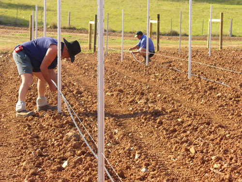 Ac&eacute;l Grapestakes.jpg