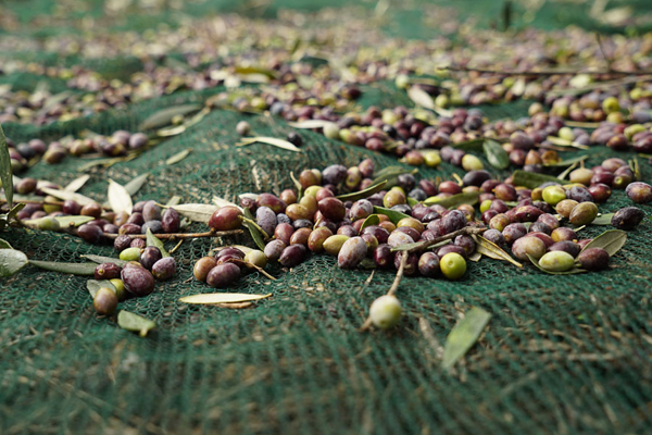 Olive Net Mono Filament az Italy.jpg-hez