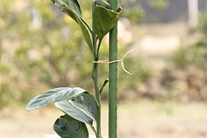 Szőlő szőlők&ouml;tő k&ouml;t&eacute;l