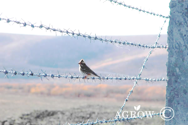 Sz&ouml;gesdr&oacute;t ker&iacute;t&eacute;s