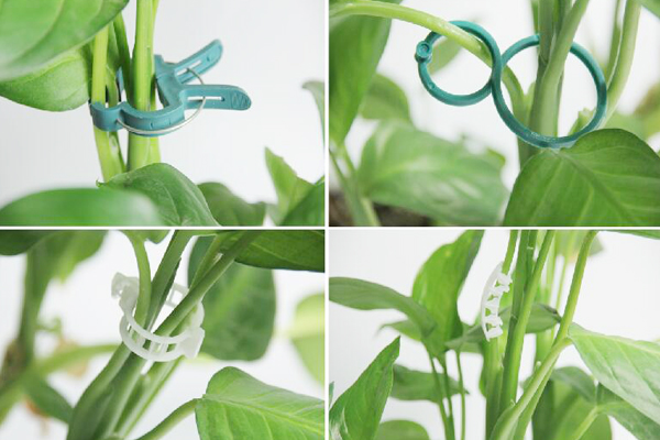 Paradicsom Grafting Clips.jpg