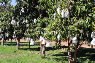 Mango növekvő zsákok