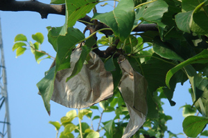 k&ouml;rte n&ouml;vekszik orchard.jpg