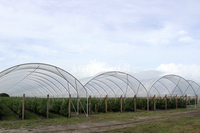 Multi-Bay Poly Tunnel Hoop Ház