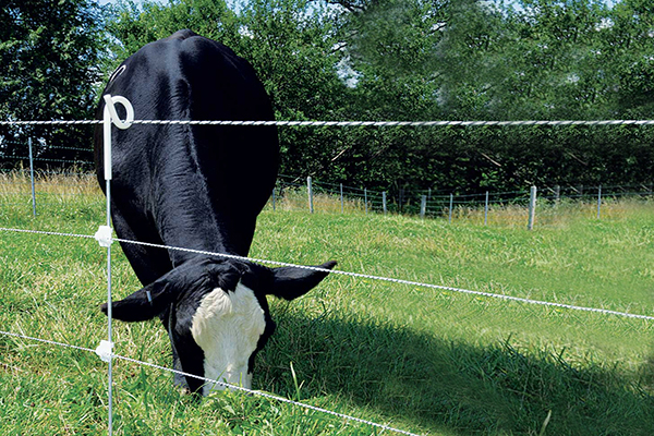 szarvasmarha pigtail ker&iacute;t&eacute;s post.jpg