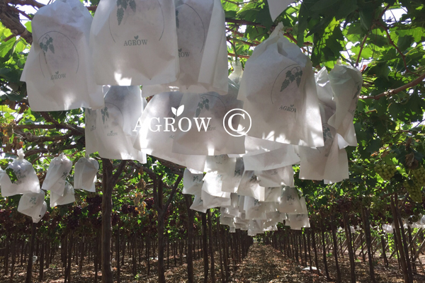 Szőlő szőlők&ouml;tő k&ouml;t&eacute;l